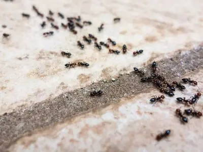 Trail of ants on pavement