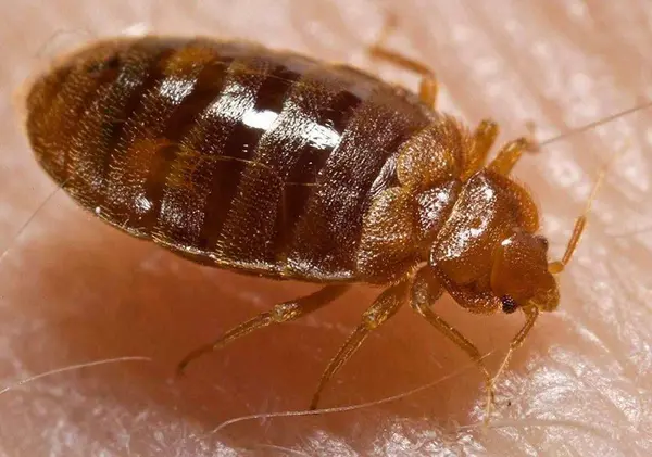 Close-up of a bed bug on skin