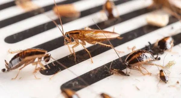 Cockroaches on a drain grate