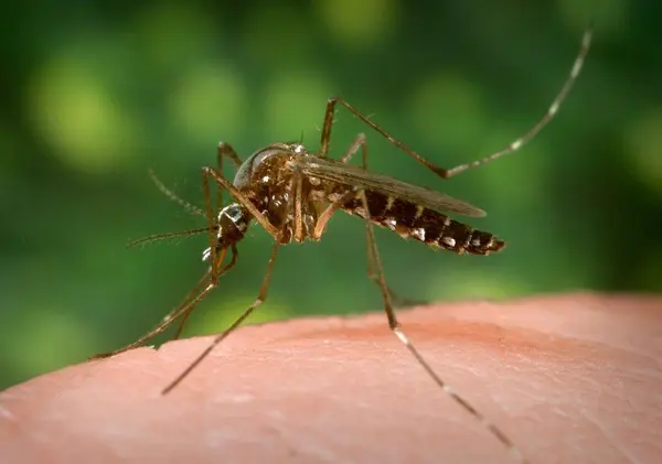 Mosquito biting skin