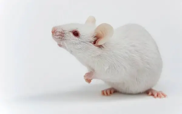 A white mouse