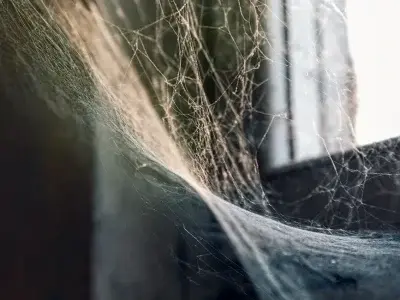 Spider web on a window