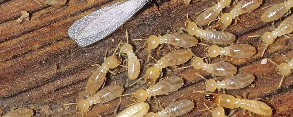 Termites on damaged timber